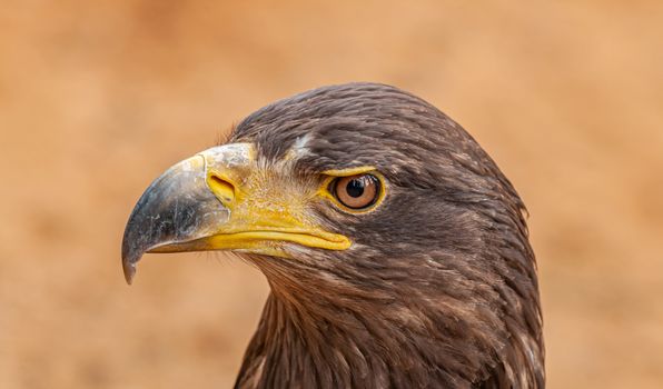 Golden eagle with pointed beak on brown background
