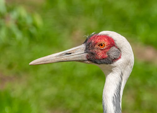 Side view of predatory bird with thin neck and bright red head with pointed beak looking at camera in zoological garden in summer