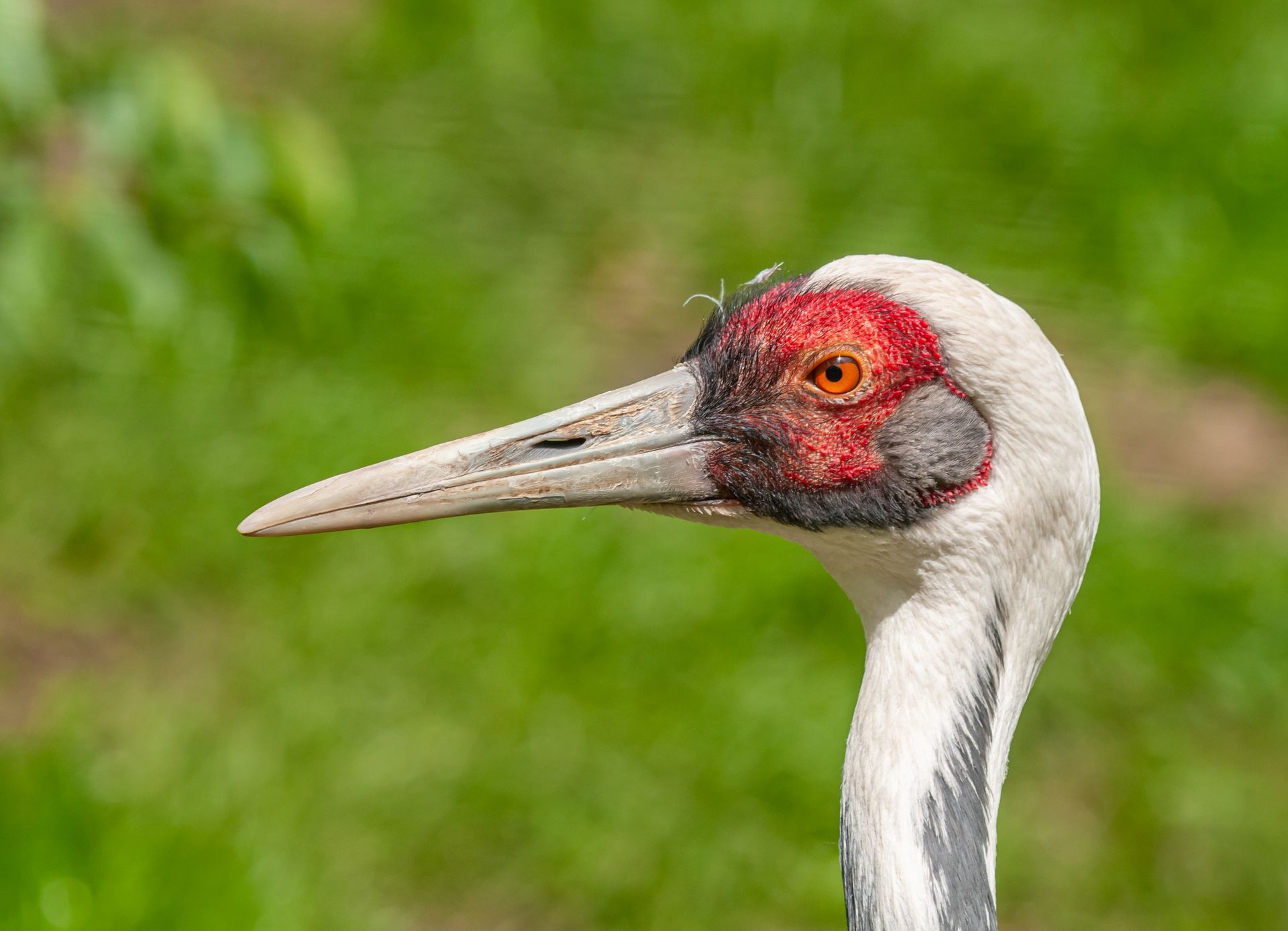 Side view of predatory bird with thin neck and bright red head with pointed beak looking at camera in zoological garden in summer
