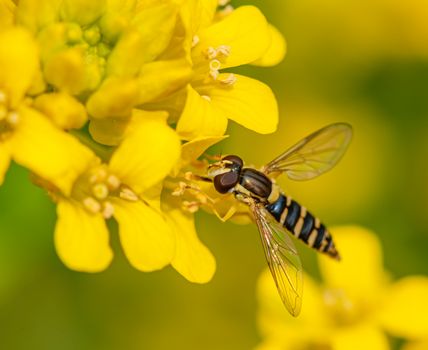 Hornet eating pollen on bright yellow alyssum in summer