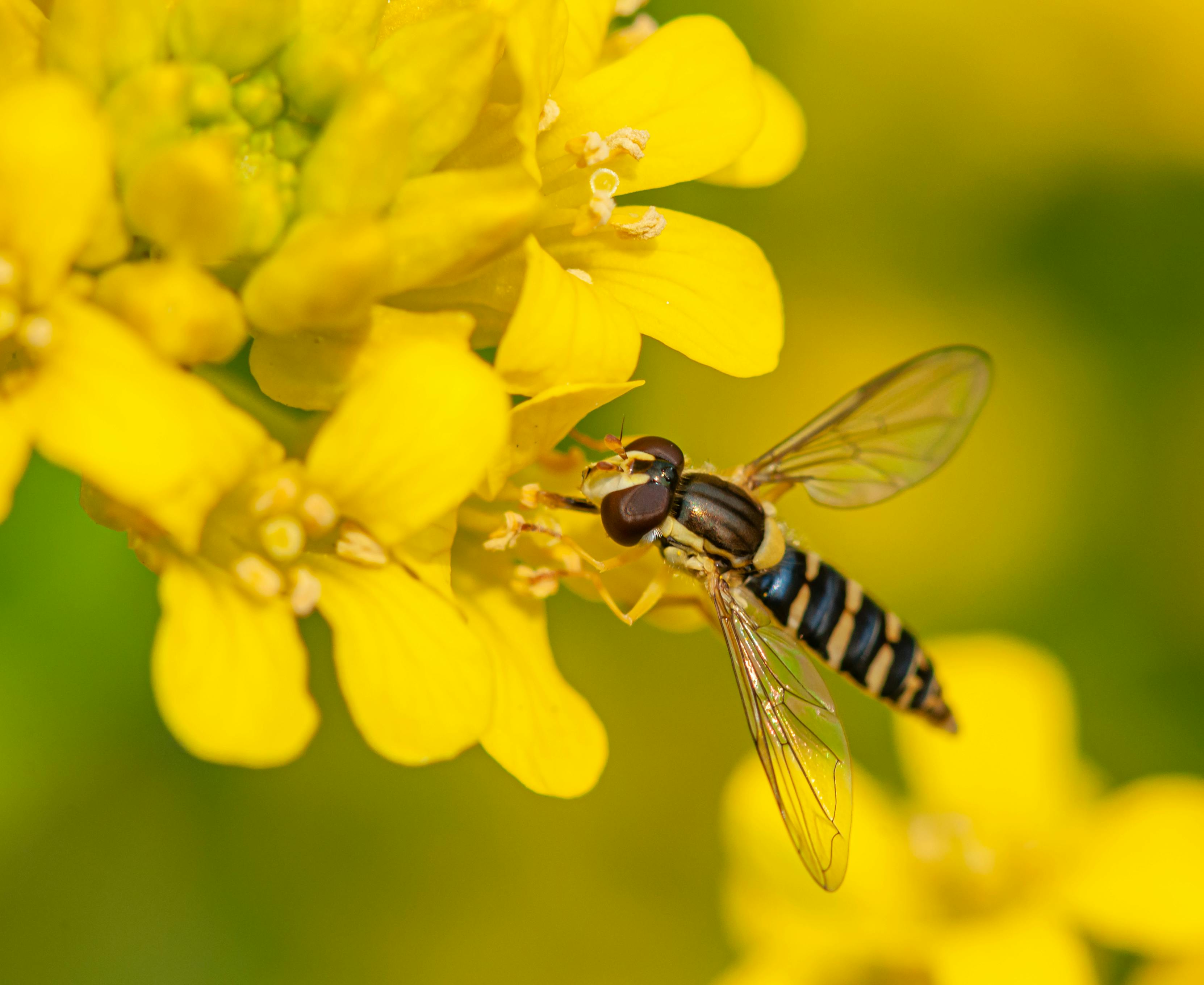 Hornet Photos, Download The BEST Free Hornet Stock Photos & HD Images