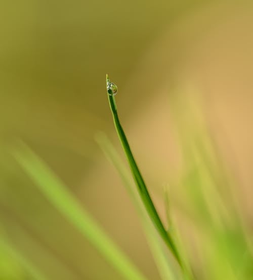 Small dew on grass in summer day