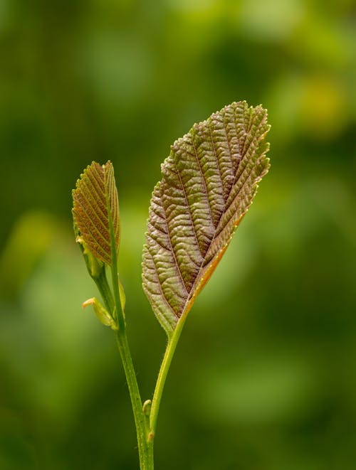 Green leaves of alder plant growing near greenery in sunlight in summer day