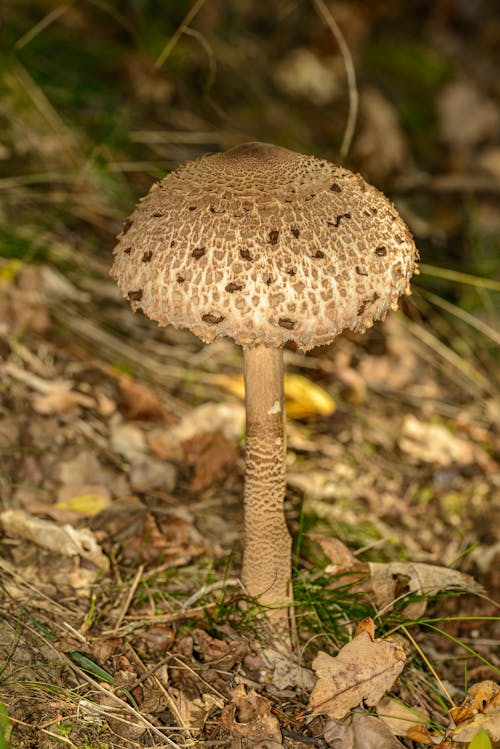 Imagine de stoc gratuită din anotimp, arid, biologie