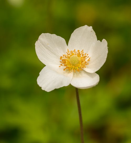 Fresh delicate anemone flower with white petals growing near greenery in sunny summer day