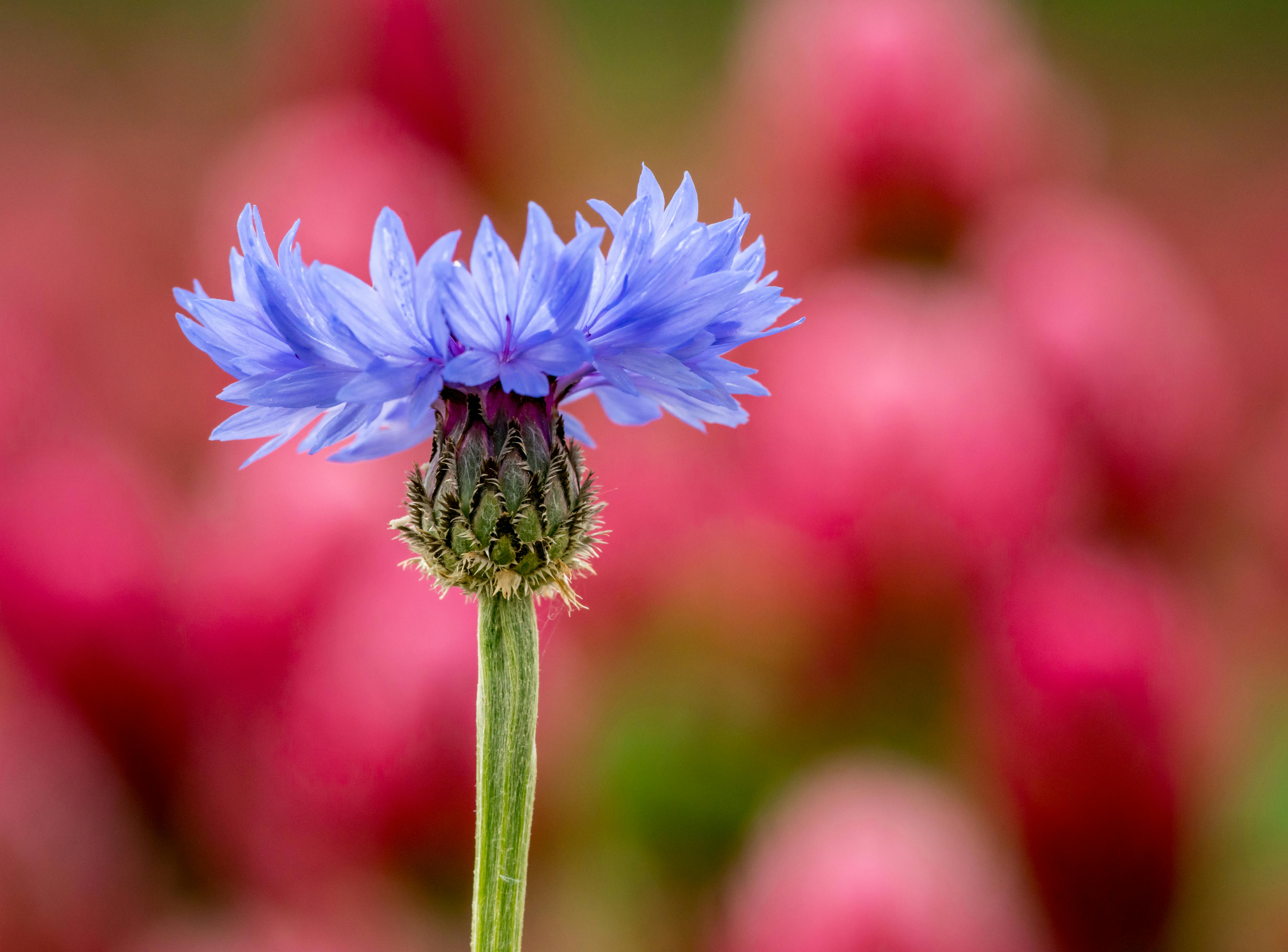 Blue Cornflower HD wallpaper