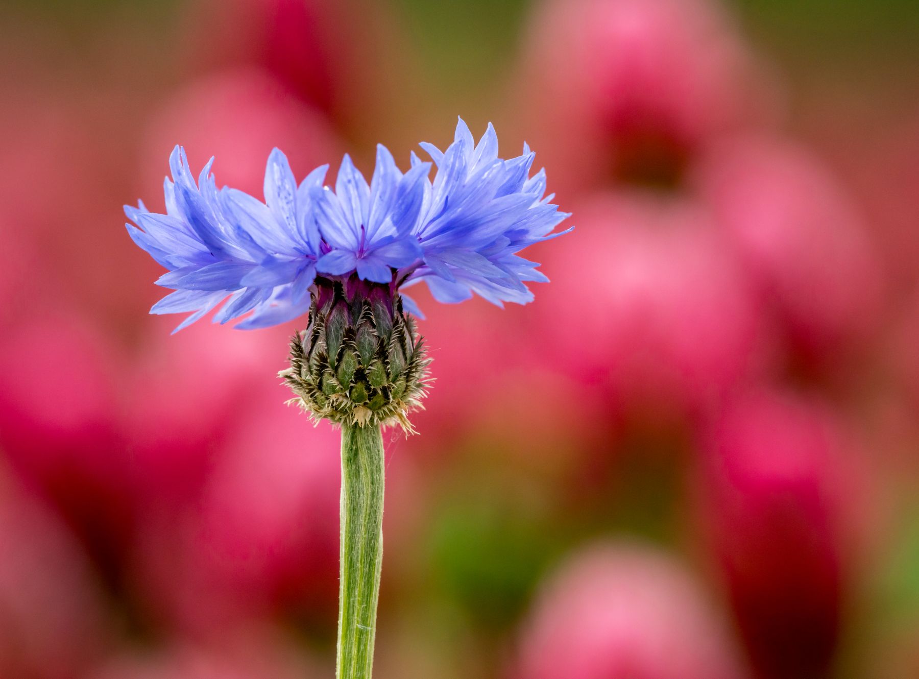 Blue cornflower blooming in a sunny garden Blue cornflower blooming in a sunny garden