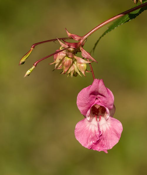 Exotic flowering plant in summer day