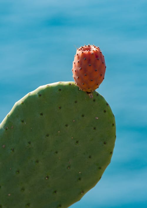 Green prickly pear cactus with red Opuntia berries growing against blue sky