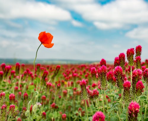 Red poppy growing on red clover field