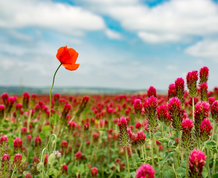 Red Poppy Growing On Red Clover Field