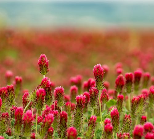 Bright tender red clovers growing on sunny lawn in countryside on summer day