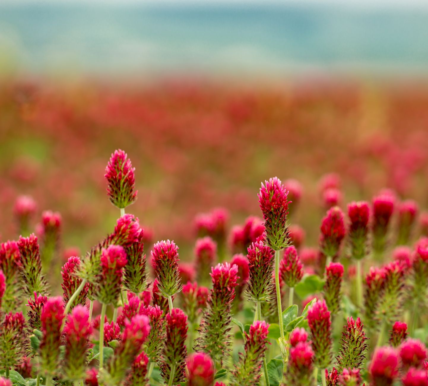Colorful Clover Tree Colorful red clovers growing on sunny meadow · Free Stock Photo