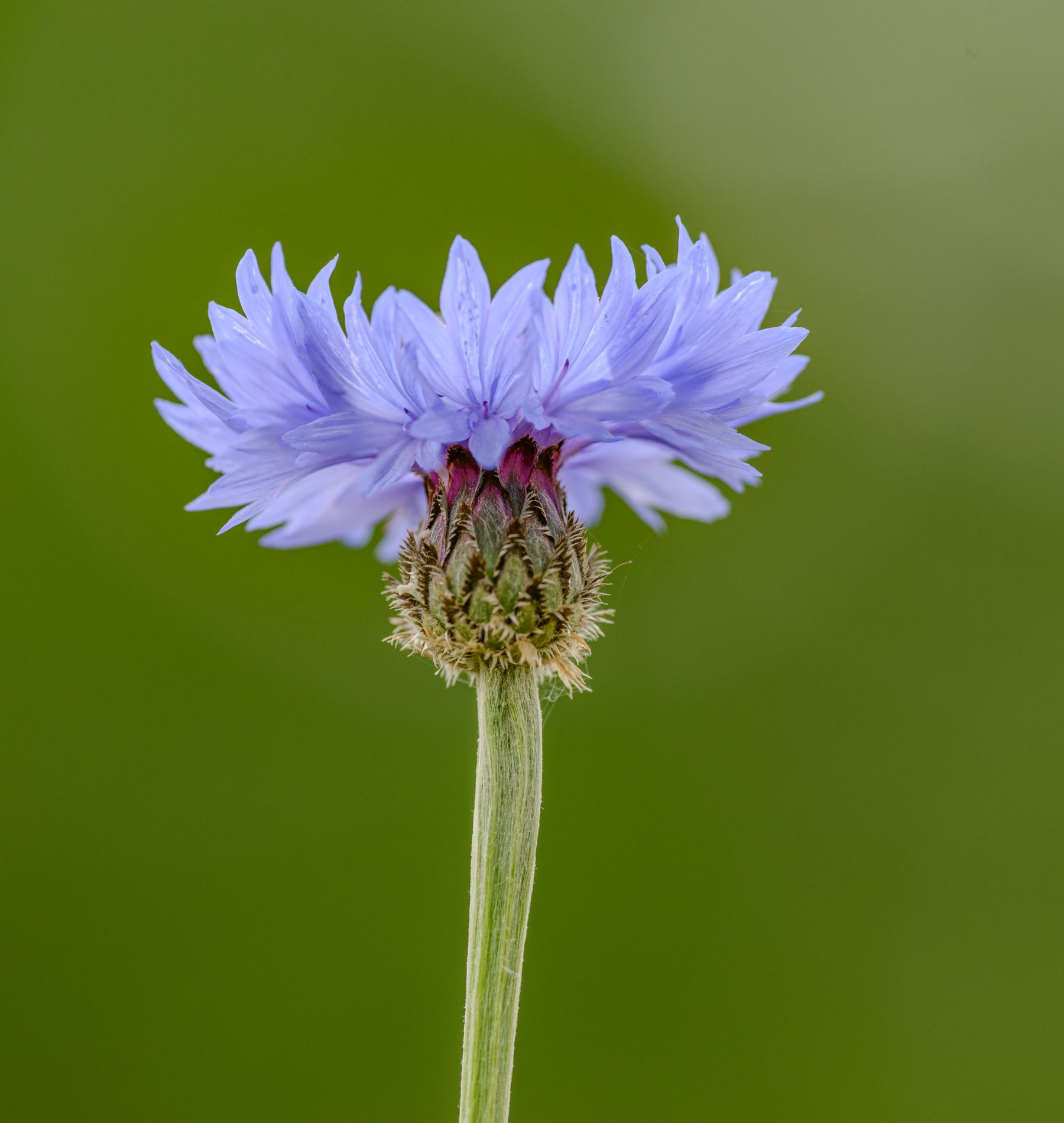 Cornflowers growing in a garden bed