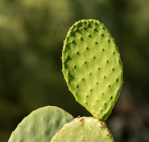 Prickly cactus growing on sunny plantation