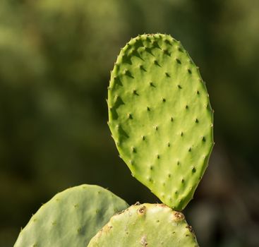 在自然的户外环境中，充满活力的绿色花椒仙人掌长着尖锐的穗状物