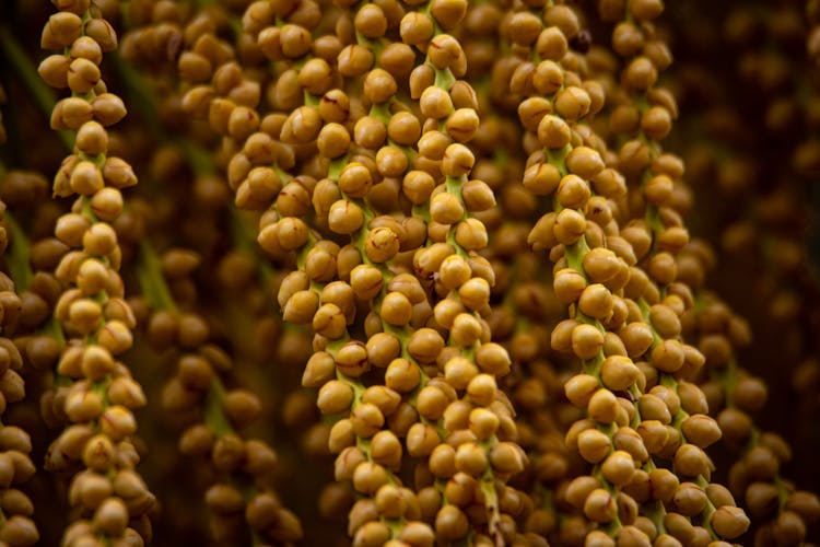 Palm Seeds In Close Up Shot