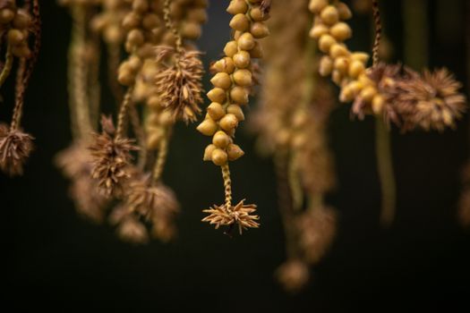 Detailed close-up of textured hanging palm seeds with a dark background.