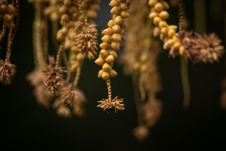 Detailed close-up of textured hanging palm seeds with a dark background.
