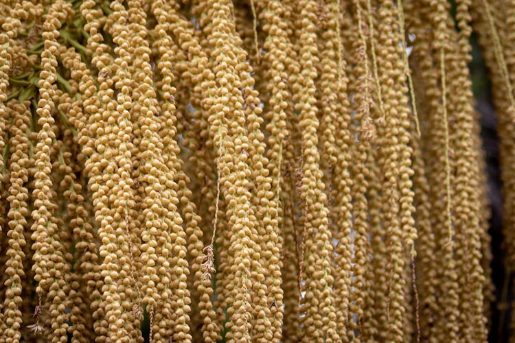 Palm Seeds In Close Up Shot