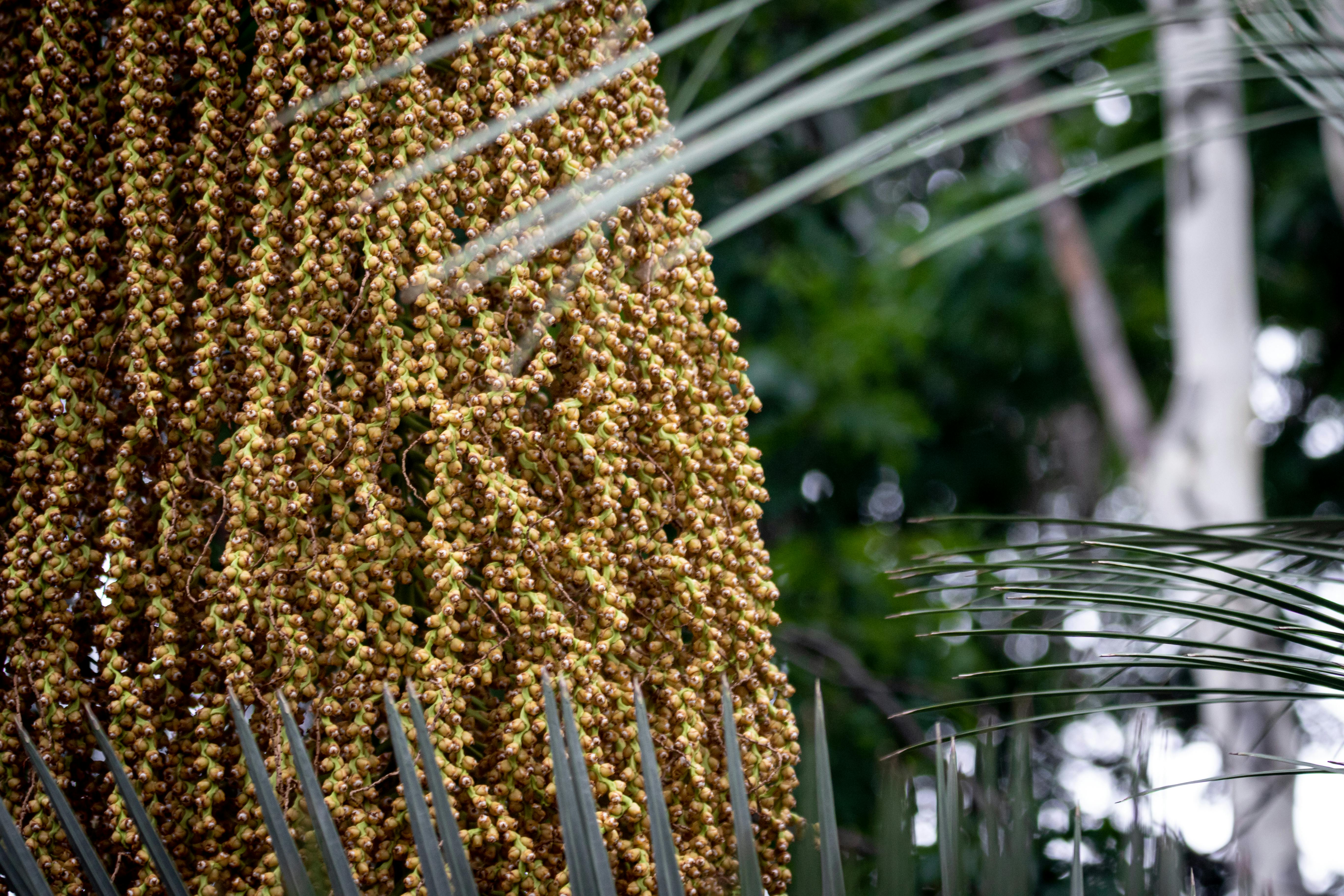 What Do Palm Tree Seeds Look Like?