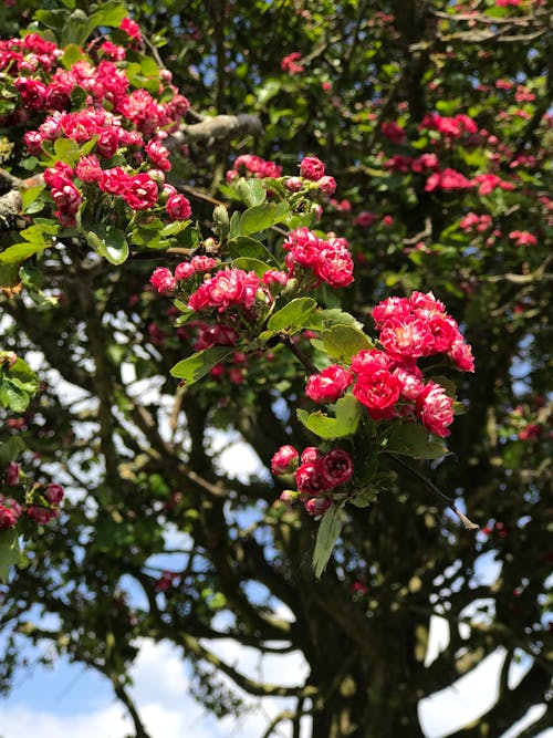 Gratis stockfoto met bomen, groen, mooie bloemen