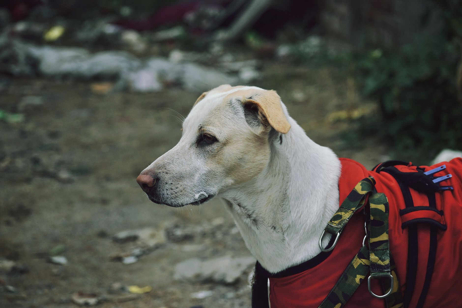 Portrait of a dog at a veterinary clinic