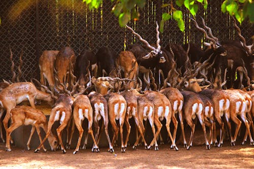 Foto profissional grátis de alce, alimento, animais selvagens