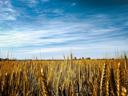 Free stock photo of barley field, beautiful sky, blue