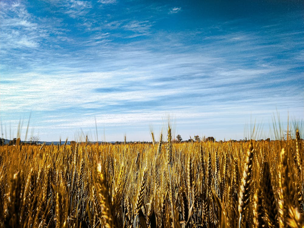 小麦, 小麦パン, 小麦畑の無料の写真素材