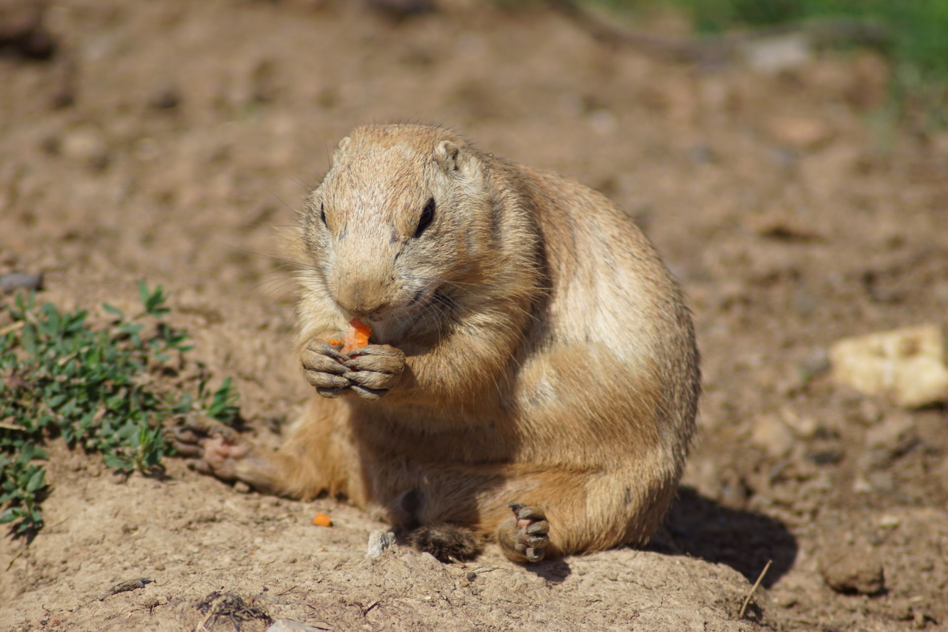 Brown Gopher Sitting on Brown Soil While Eating