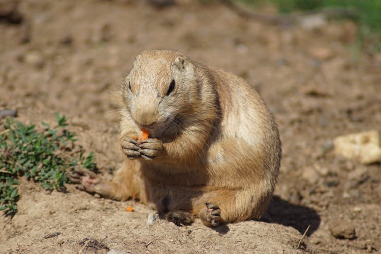 Brown Gopher Sitting On Brown Soil While Eating