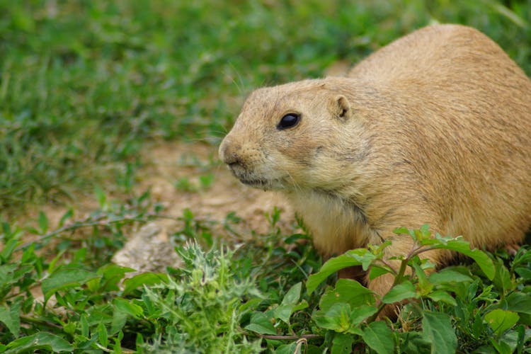 Side View Photography Of Brown Gopher On Grass