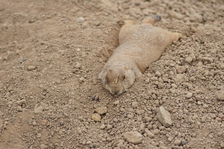 Brown Gopher Lying On Brown Soil