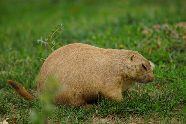 Side View Photo Of A Brown Sleeping Gopher On Grass