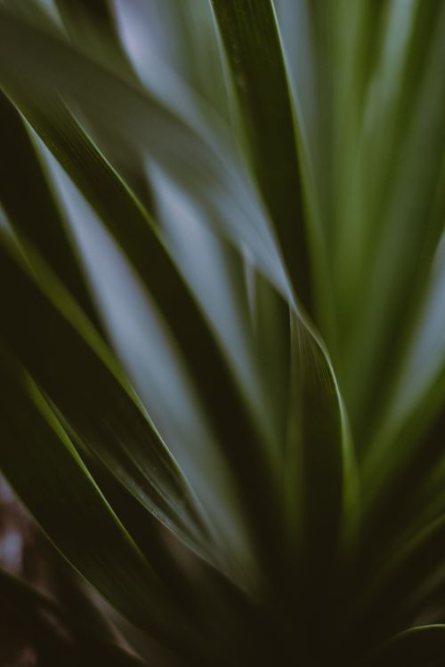 Free Artistic close-up of green leaves with gentle curves and soft focus creating a serene botanical pattern. Stock Photo