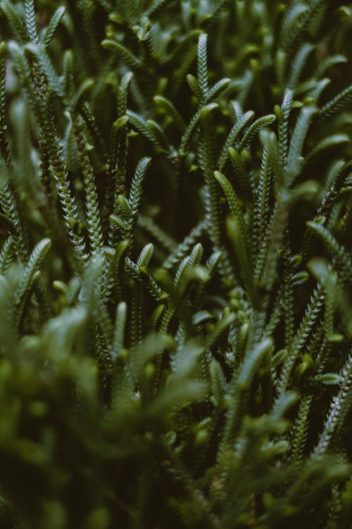 Free From above green lush not flowering grass plants growing in summer garden Stock Photo