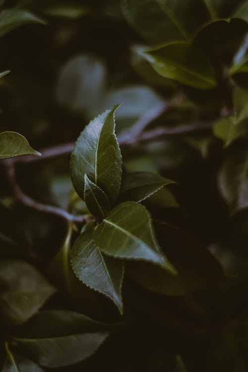 Green leaves growing on tree twig