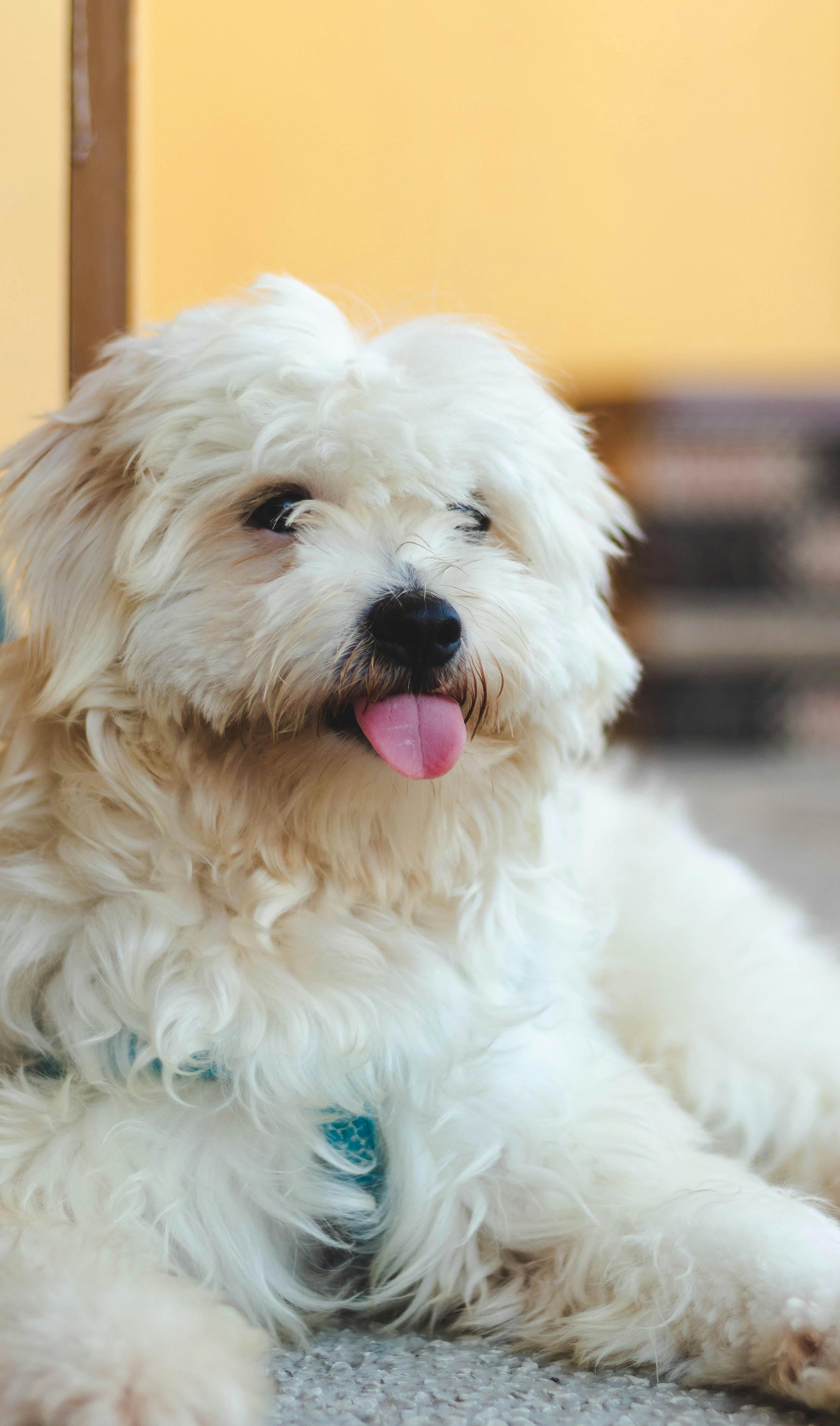 البيض المقلي