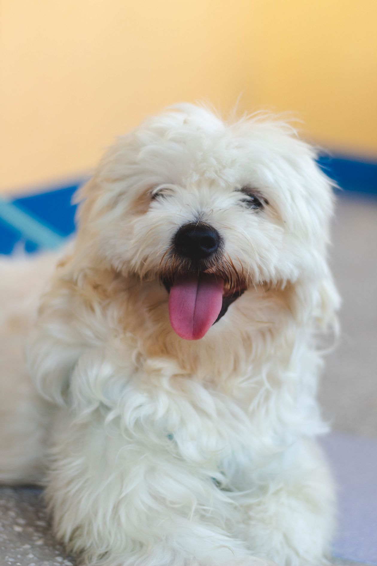 Maltese Haircuts: 8 Styles, Maintenance & What to Ask Your Groomer