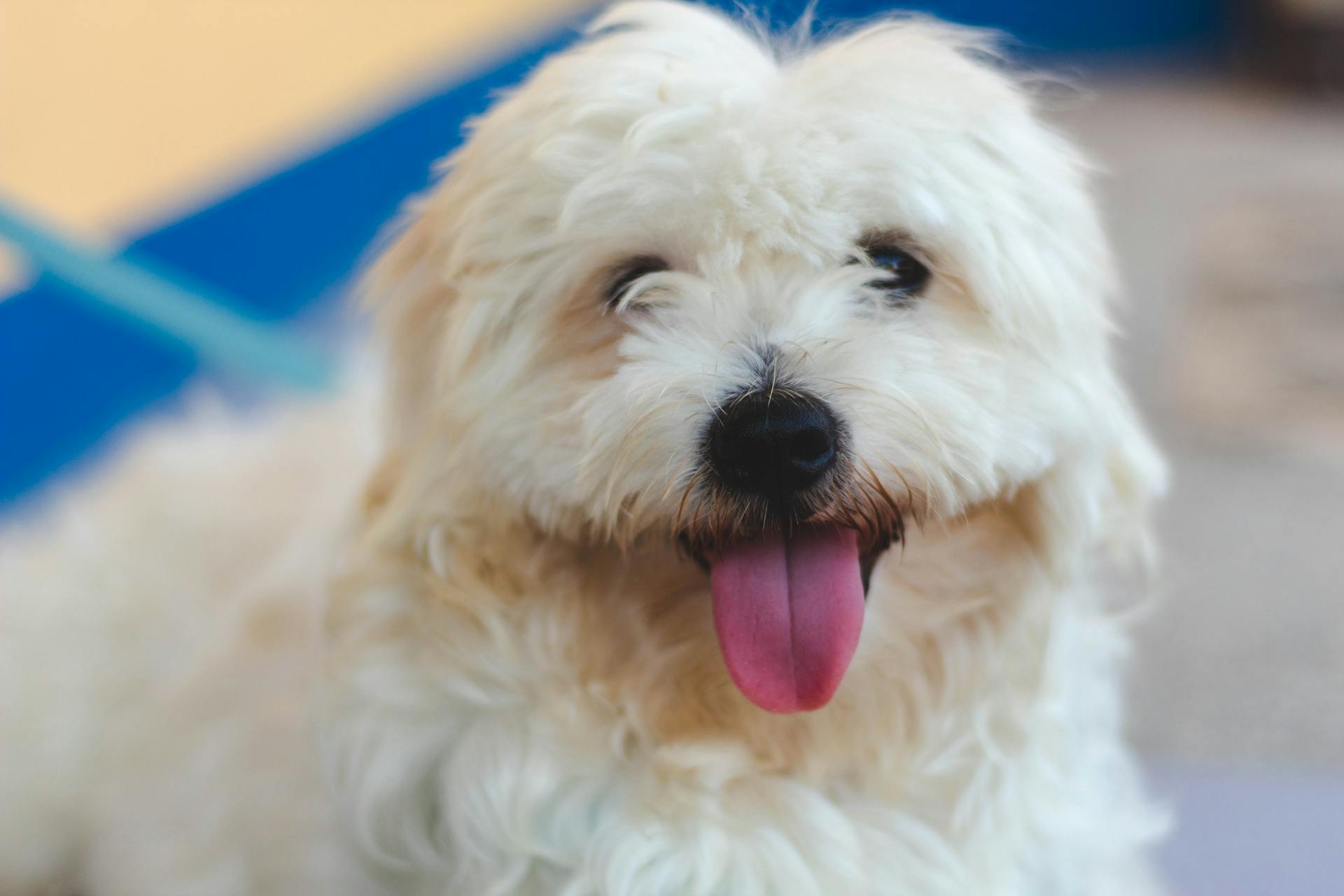 White Long Coated Small Dog