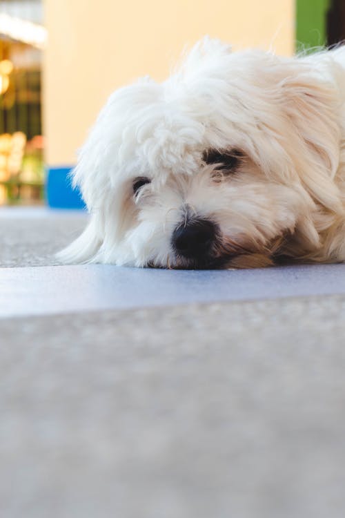 White Long Coated Dog on Lying On Grey Concrete Floor