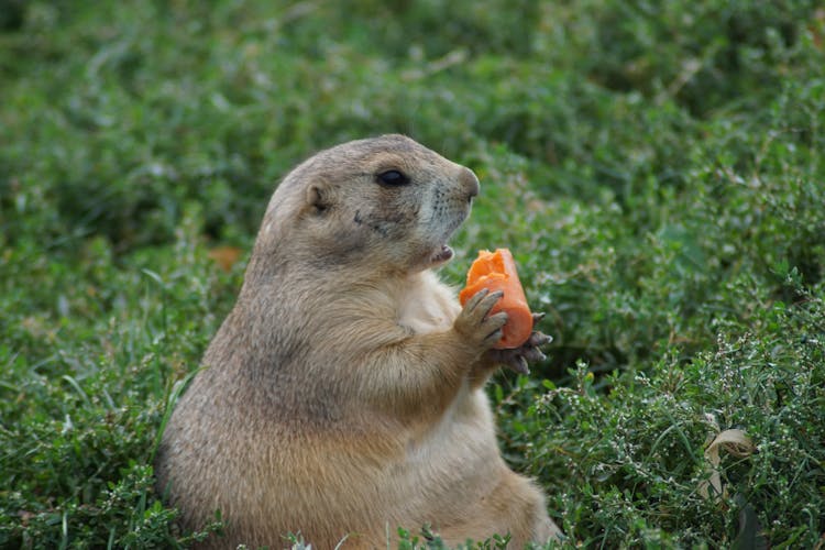 Brown Gopher Eating A Carrot On Grass 