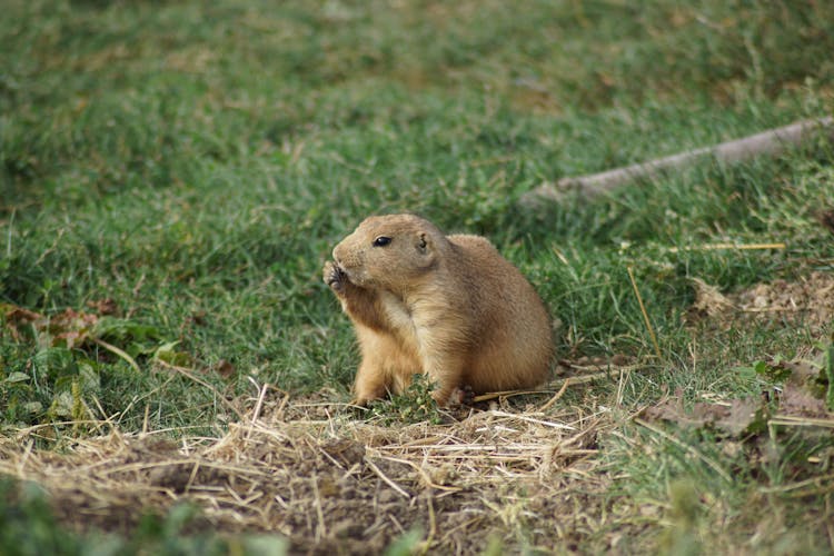 Brown Gopher Licking Its Paw