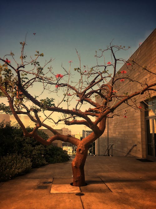 Darmowe zdjęcie z galerii z ameryka, czerwony, drzewo