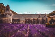 Amazing view of aged Catholic abbey in Provence near lush fragrant lavender field on clear summer day