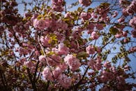 阳光花园里，美丽的嫩樱花和精致的粉红色花朵在蓝天下生长