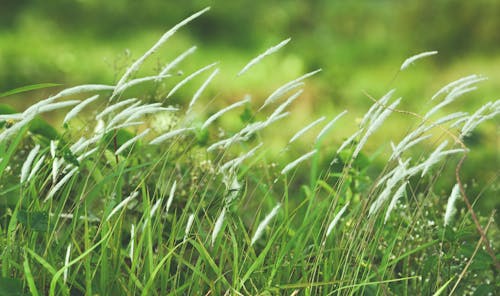 бесплатная Зеленая трава Фоновые обои Стоковое фото