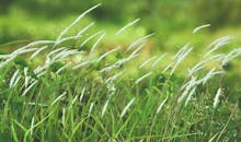 充满活力的绿色田野上，盛开的草在微风中摇曳，捕捉着自然美景