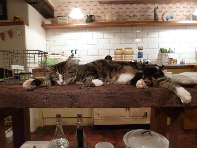 Free stock photo of cat, kitchen, lazy